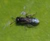 Lasioglossum sp.